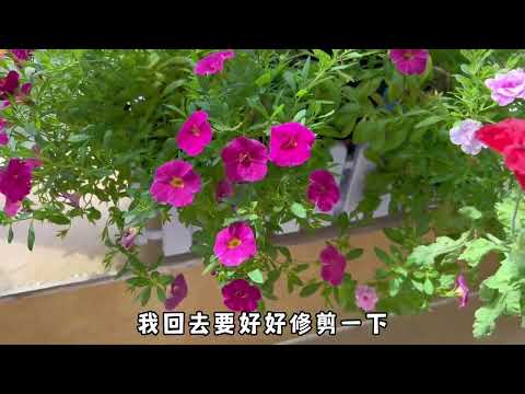 周末到惠州巽寮湾慢生活│远离城市喧嚣，面朝大海，春暖花开！