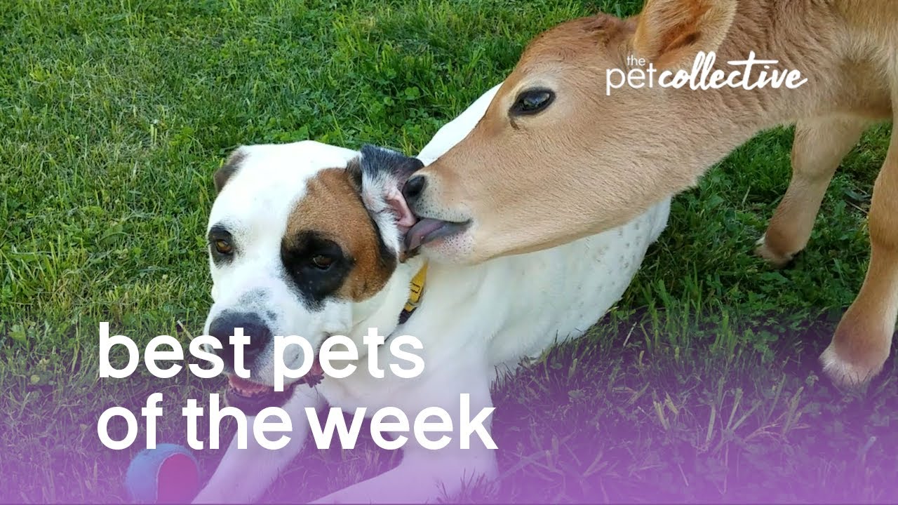 Best Pets of the Week | September 2017 Week 3 - YouTube