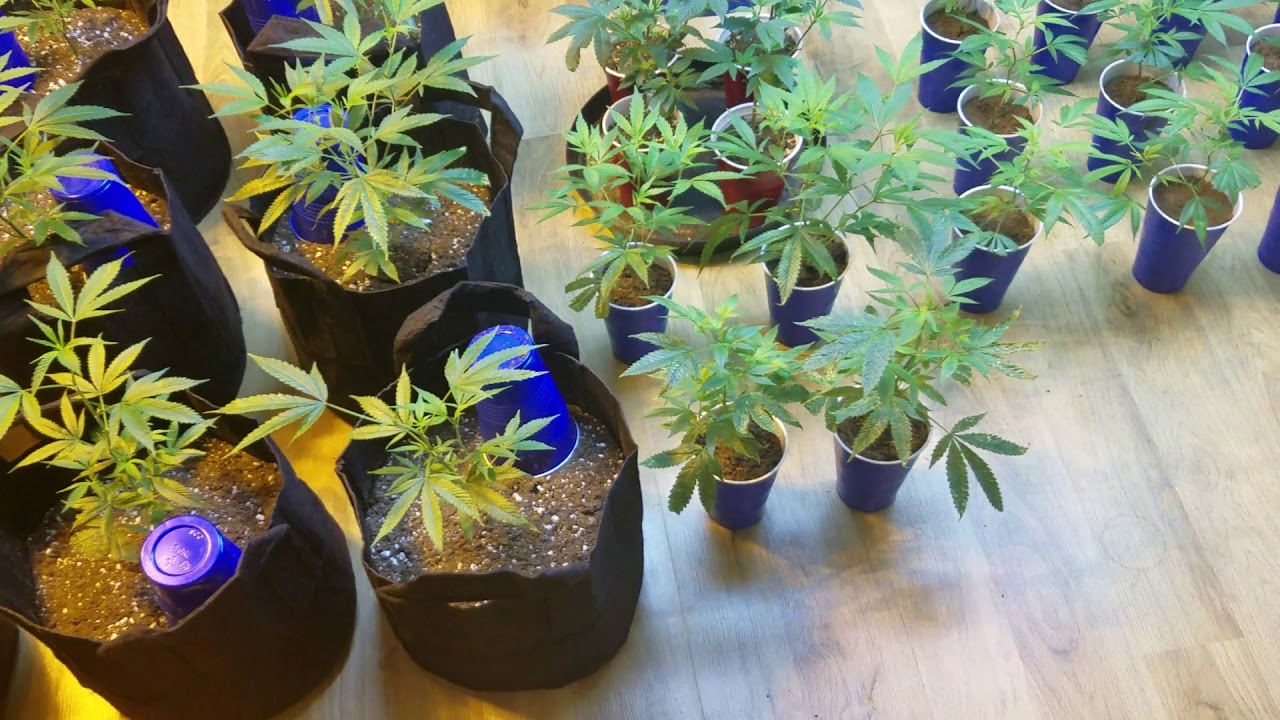 ebb and flow grow week 7 plus new flower room build