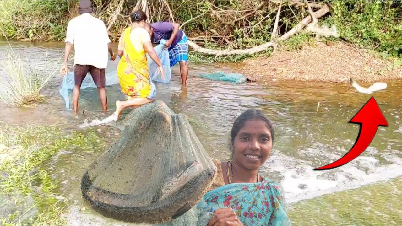 ఎప్పుడూ లేనిదే ఈ వర్షానికి దోమలతరతో పెద్ద చేపల పట్టాం#fishvideo
