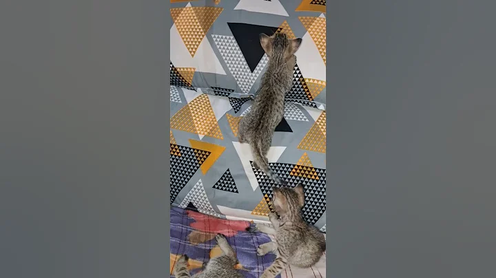 Video 10684871: persian cat breed cute, persian cat pets cute, persian cat baby pet, cat drawing cute persian, kitten training