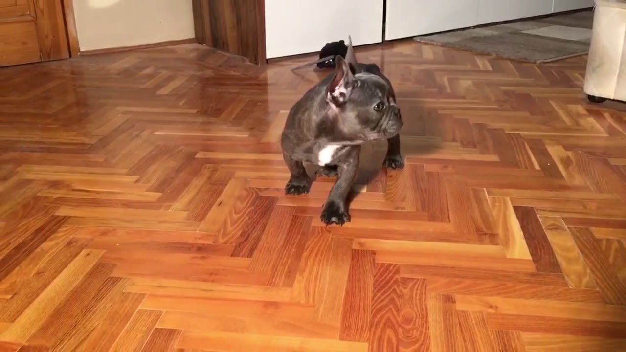 Elias blue Frenchie Tomkingskennel 4 camera iphone 8 plus apk