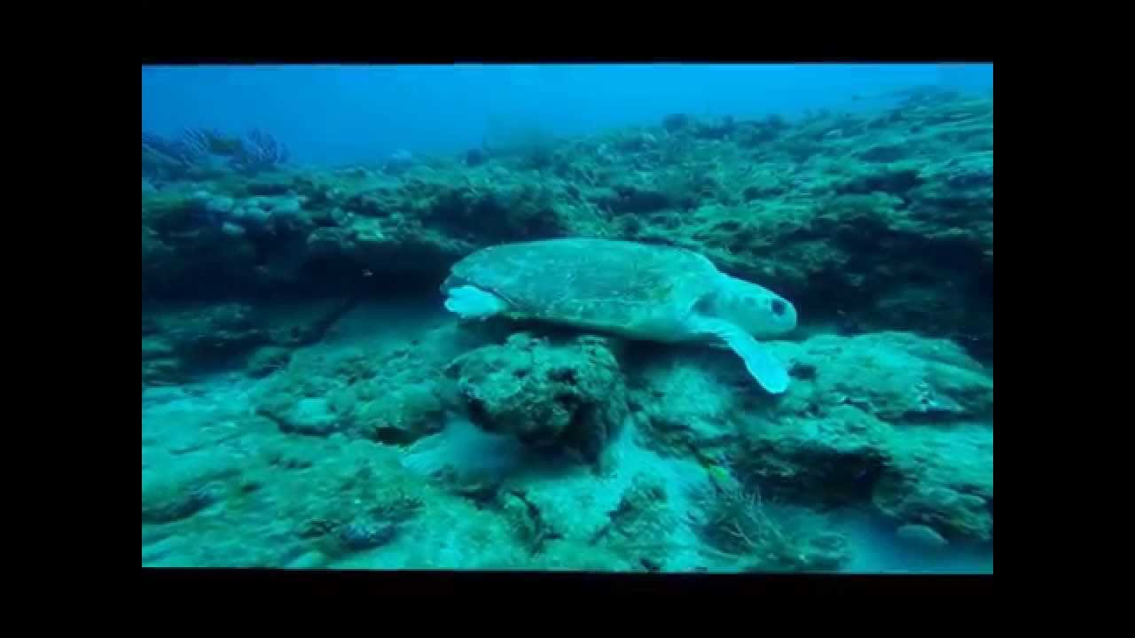 Diving jupiter ledge YouTube