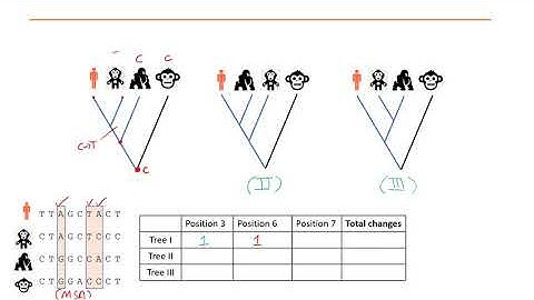 Phylogenetics Part 5 - Maximum Parsimony and Maximum Likelihood methods