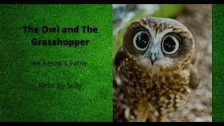 The Owl and The Grasshopper - An Aesop's Fable