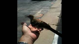 Mockingbird 1
