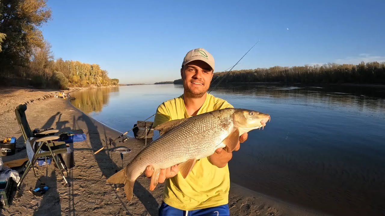 Pescuit la feeder pe Dunare - Plaja Gostinu - Scobar
