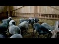 Romanovske ovce - Vesele šilježice - Farma Tadići
