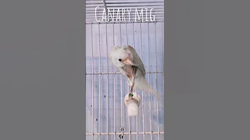الكناري الجيبوسو Birds Kenari Canary Bird Canarias Canario كنار كناري الكناري 2025 Cute 