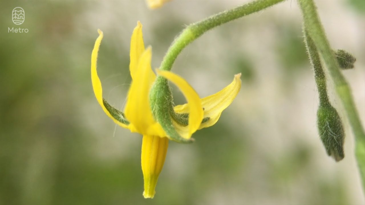 Pollinating tomatoes with an electric toothbrush YouTube