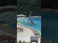baby puppy swimming lessons 🥺