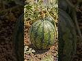 "This Watermelon Grew Into a Perfect Sphere (Satisfying Harvest)"