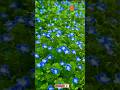 Wild Flower Persian Speedwell #wildlife #flowers #shorts #garden @ShafikulGarden