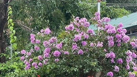 bằng lăng tím  lh 0373441107