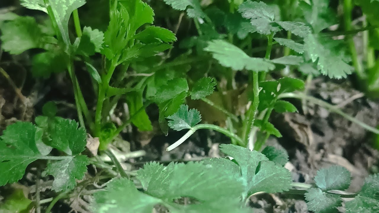 como sembrar cilantro en maceta #macetohuerto #invernadero #cilantro