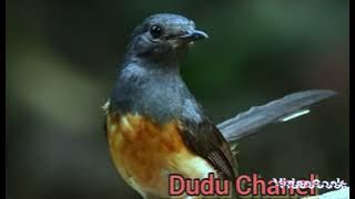 AUDIO TERAPI MURAI BATU BIAR CEPET BONGKAR ISIAN