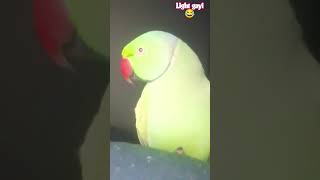 अंधेरा कायम है 😂😂 #parrot #funny #shorts #trending #youtubeshorts #talkingparot #birds #superbparrot