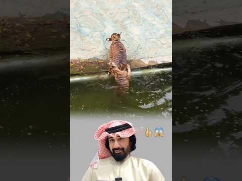 نمران يغرقان لكن المفاجأة أن كل واحد أنقذ الآخر