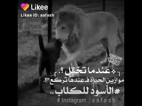 احمد مضر