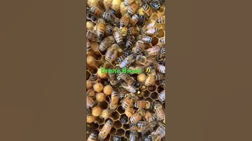 Sign of a healthy hive, Drone Brood! 🐝🐝 #bees #beehealth #beekeeping #drone #naturalbeekeeping
