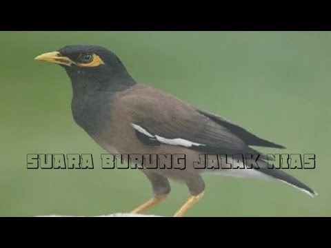 SUARA BURUNG JALAK NIAS 