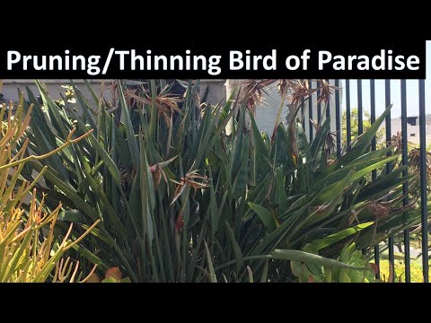 Video: Deadheading Paradijsvogel - Moet ik Deadhead Paradijsvogelplanten