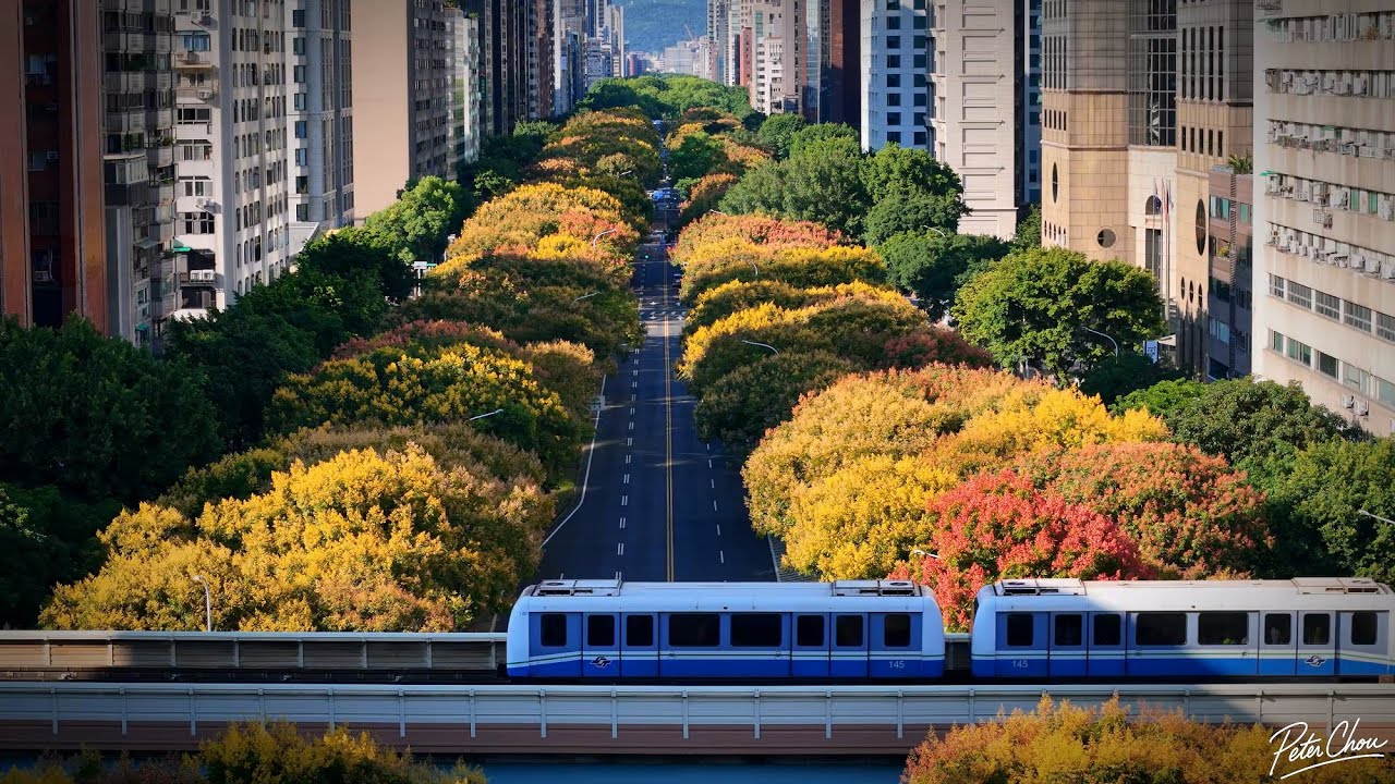 台北市敦化南路欒樹大道