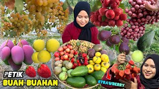 Petik buah-buahan dikebun | Kebun buah strawberry