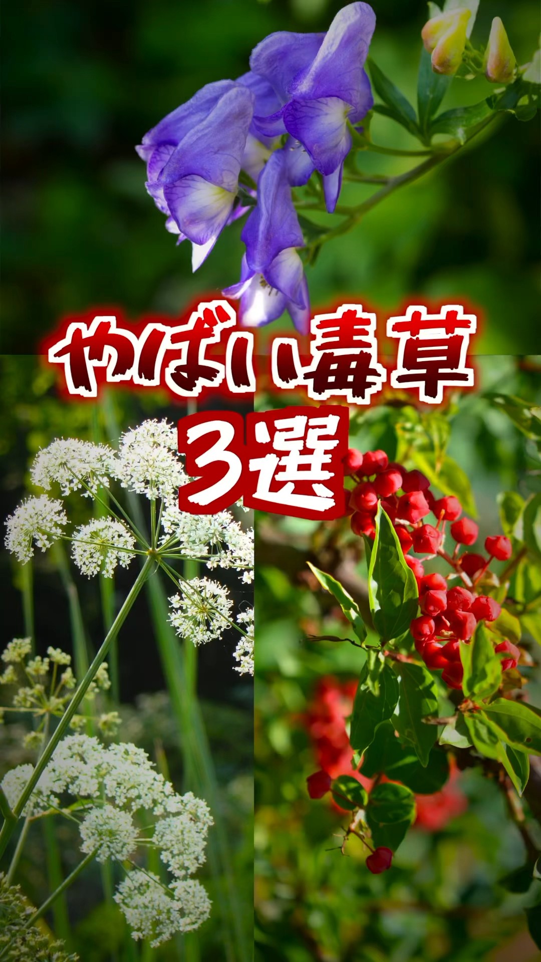Dangerous plants] They may be hiding nearby? Beware of Japan's