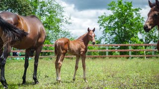 Horse Ranch in Pinabetengan, Tompaso, Minahasa, North Sulawesi