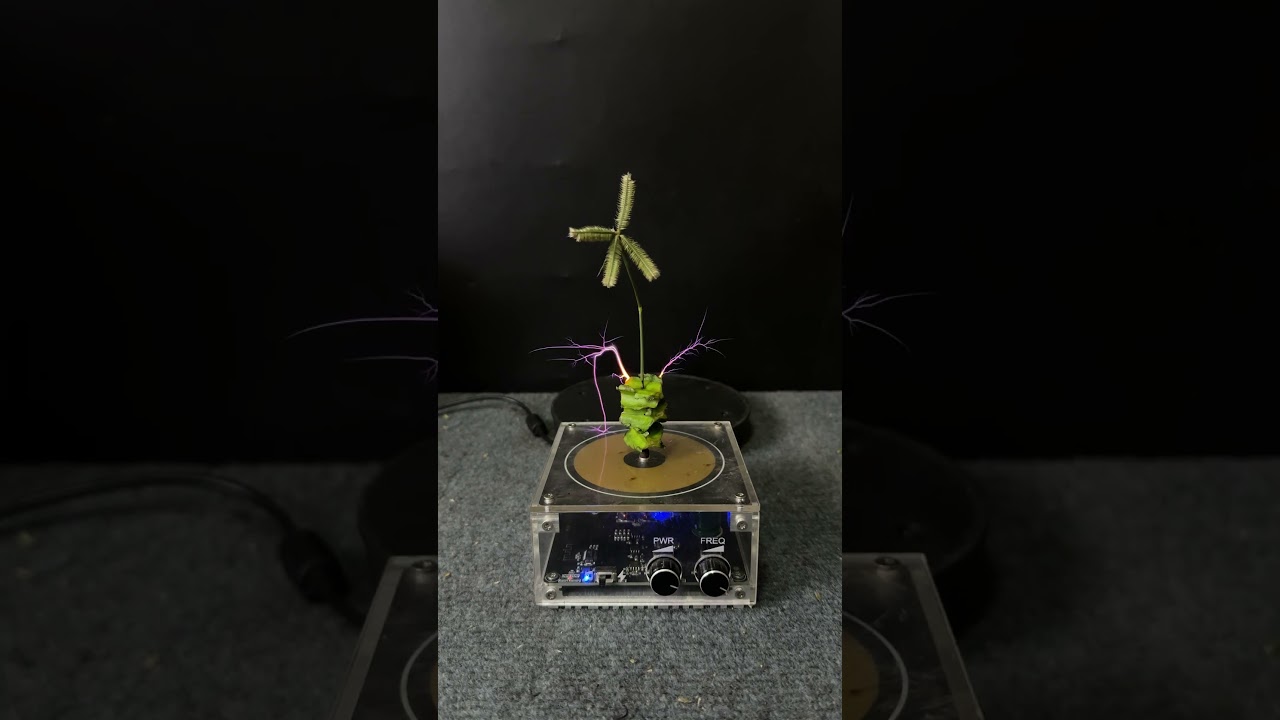Tesla coil + 3 slices of winged bean + plants