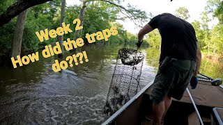 Week 2 commercial fishing with wire net traps on the Louisiana bayou. by Wild Bill's Fishing Reels 86,707 views 1 month ago 39 minutes