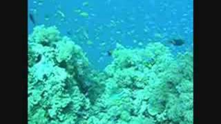 2008菲律賓_杜馬蓋地潛水團