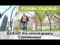 Голова садовая - ВАЖНО! Что нельзя делать с земляникой