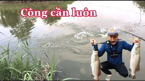 Câu Cá Chẽm Lure Cá Chẽm Bằng Mồi Giả Nhạy Nhất.Mồi Giả Câu Cá Chẽm  megabarra.Gặp Cá Chẽm Hugo