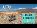 В снегах Алтая. Одиночное путешествие на мотоцикле вне дорог и разума. 1