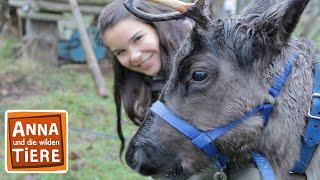 Hat Das Rentier Eine Rote Nase? Reportage Für Kinder Anna Und Die Wilden Tie