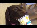 Labrador eating a yoghurt 👹