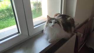 Sweetest cat wants his human to understand by Norwegian Forest Cat Tales 3,004 views 11 months ago 1 minute, 12 seconds