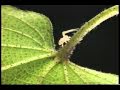 Beneficial Insects Part 1 of 2