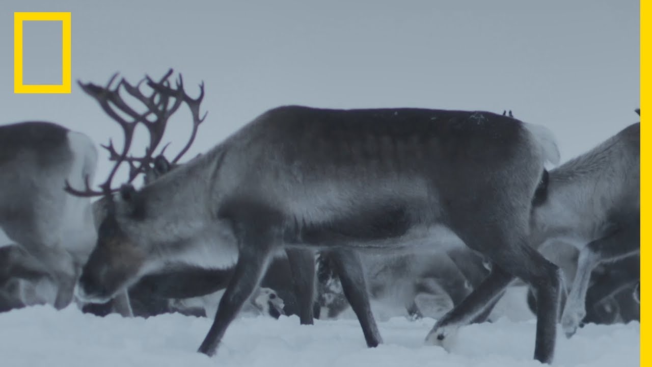 Ce peuple élève des rennes depuis plus de 1 000 ans