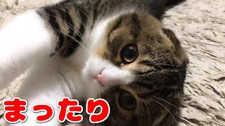 満腹後の毛づくろいタイムな子猫【スコティッシュフォールド】【Scottish Fold】