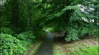 Relaxing Walk in the Rain Umbrella and Nature Soundsfor #rainambience#rainsounds  #naturesounds