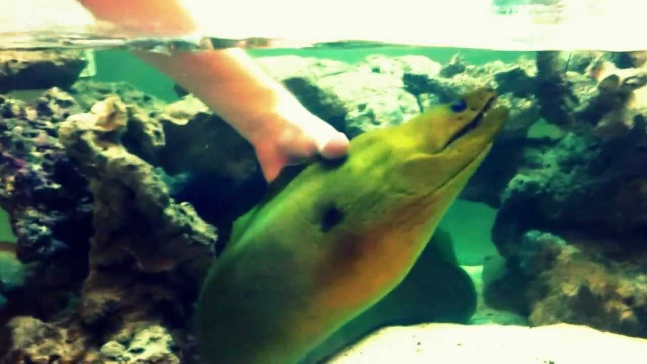 Oliver The Green Moray Eel Loves To Be Petted