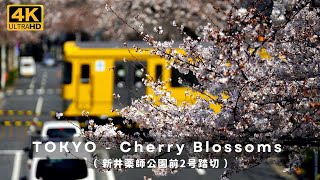 (4K) TOKYO Cherry Blossoms 2023 東京の桜 スポット(新井薬師公園前2号踏切)西武新宿線 Shinjuku