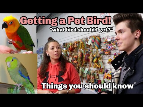 How to Choose and Prepare for a Pet Bird! Everything you should know!