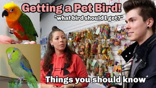 How to Choose and Prepare for a Pet Bird! Everything you should know!