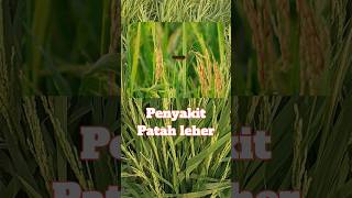 Download Lagu Solusi Mengatasi Penyanyi Patah Leher Blas Pada Tanaman Padi #tanam MP3