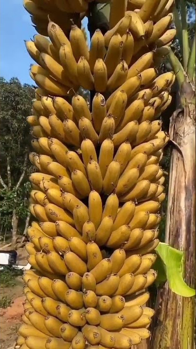 केला की खेती/Kela ki kheti kaise kare! Banana farming #shots#videos
