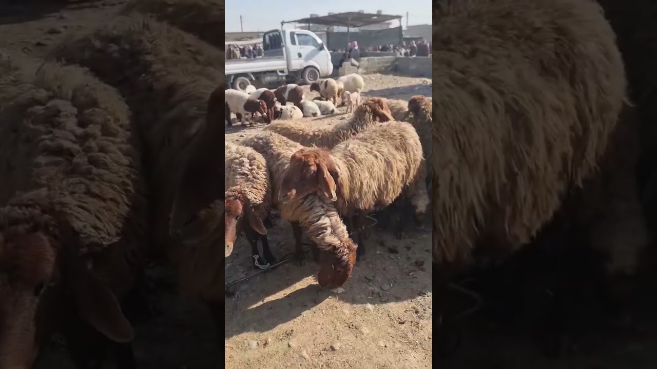 سوق الرقة تصوير عمر الهنداوي 00963988569610